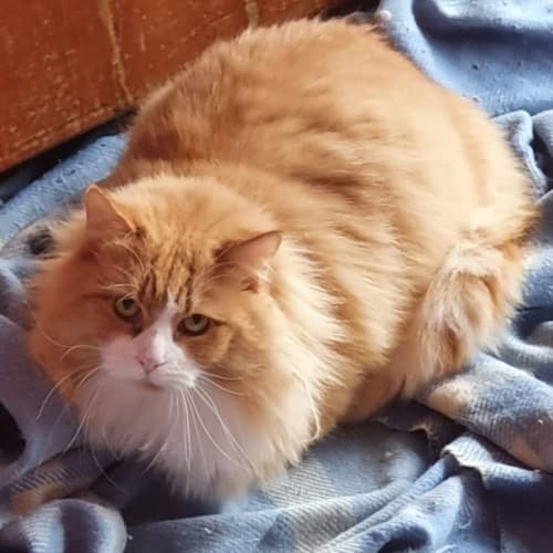 Anouk 😻