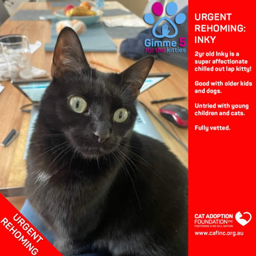 Inky Private Rehoming No Charge!