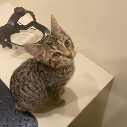 Hobie **2nd Chance Cat Rescue**