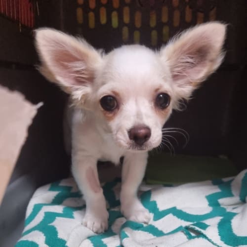 Oakley