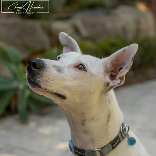 Fae