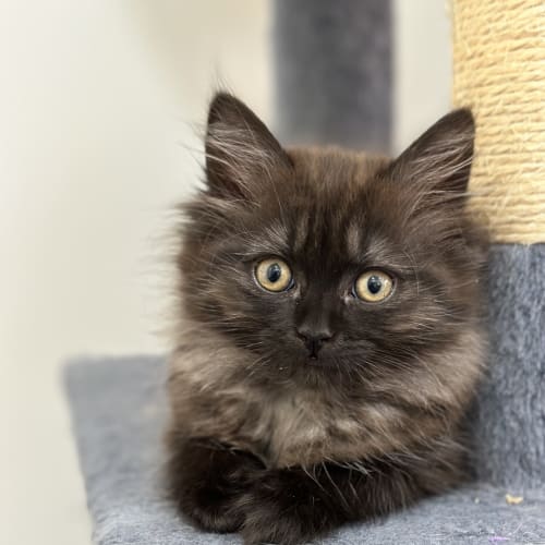 Zoe