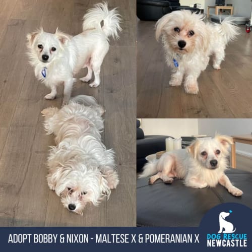 Bobby - 9 Month Old Maltese X (Trial)