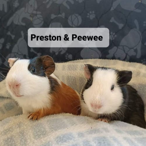 Preston & Peewee
