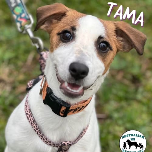 Tama 