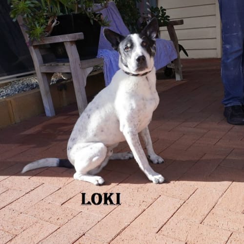 Loki