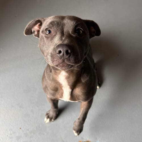 Nala