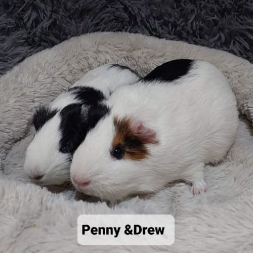 Penny & Drew