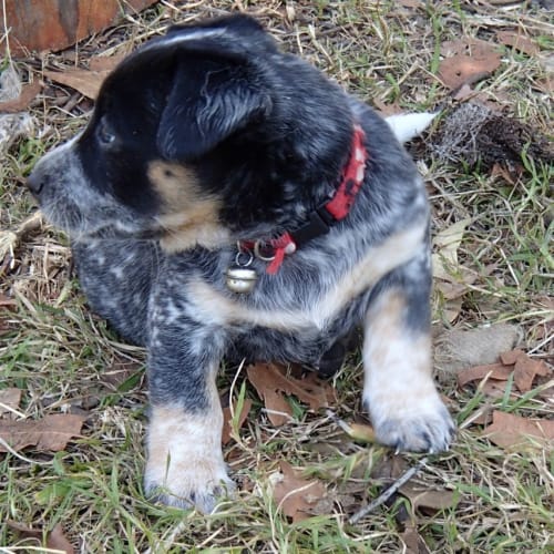 No photo for Allegra ***Adopted*****