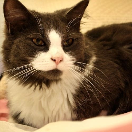 No photo for Mia (Foster Carer Needed)