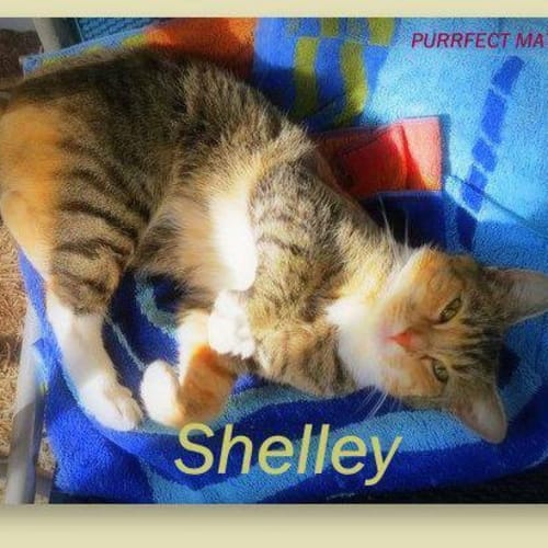 "Shelley" - Purrfect Match