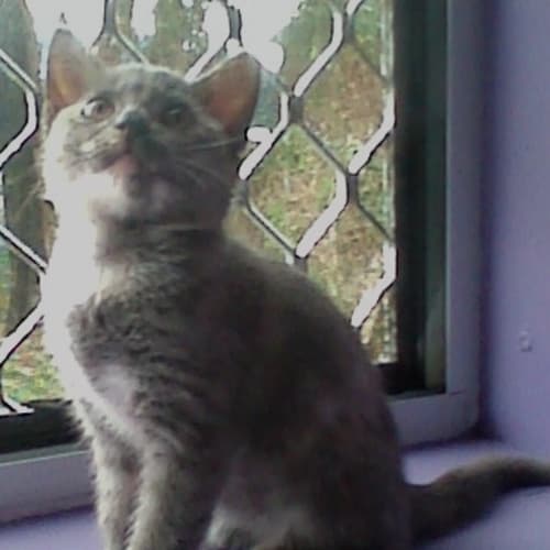 No photo for Penny (On Trial)