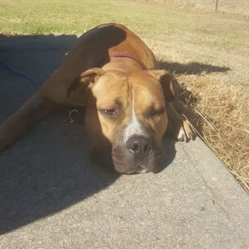 Boof *** Cat Friendly & A Love Bug ***