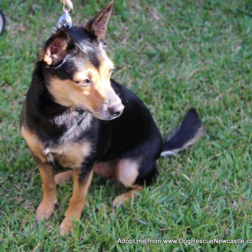Poppy ~ Kelpie x Chihuahua (Trial 11/4/16)