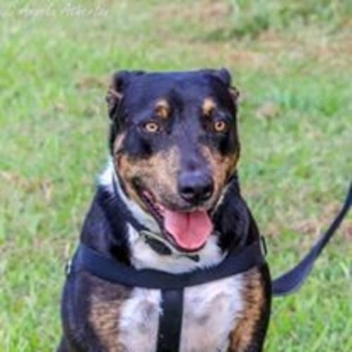 Vegas (adoption pending)