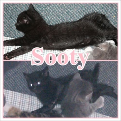 No photo for Sooty