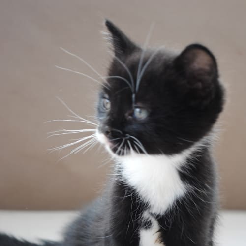 No photo for Oreo (Deposit Taken)