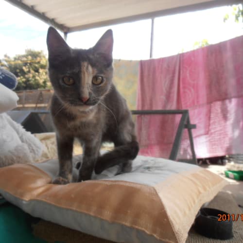Cleo