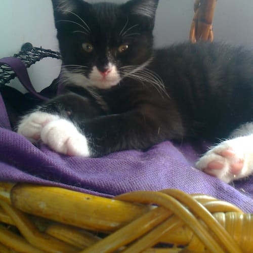Smudge