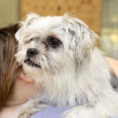 Lucy ~ 2yo Silky Terrier girl (On Trial 27/7/16)