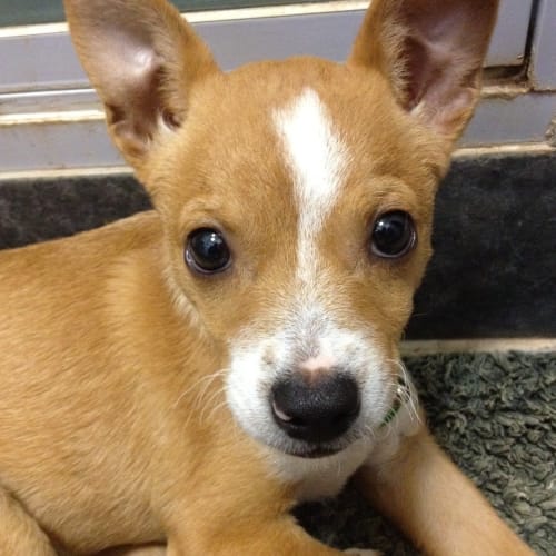 No photo for Ernie (Hd148) 