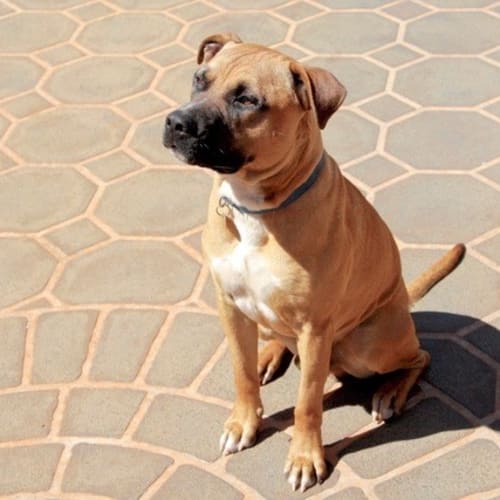 Jake (D3258)
