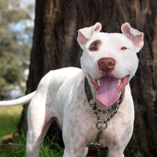 No photo for Phoebe *On Hold, Adoption Pending*