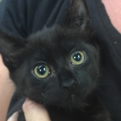 Bowie 