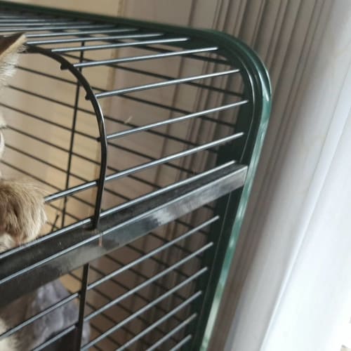 Dave  **Reduced Adoption Fee**