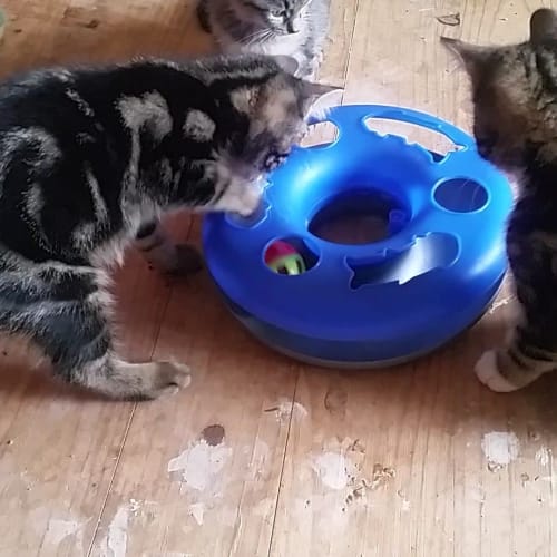 Paka - Swahili for cat