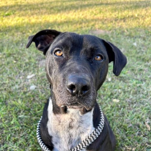 Belinda (IMP No. 2042)