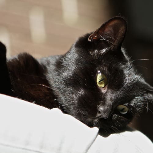 No photo for Pound Cats | Mia