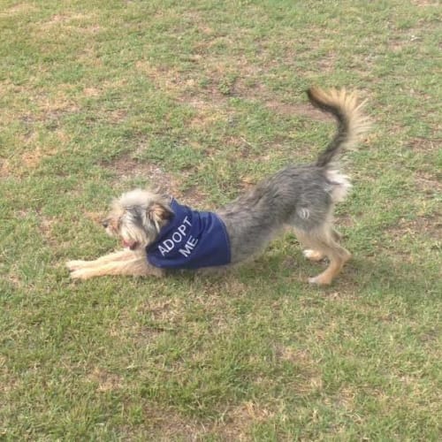 Winston ~ Terrier x (on trial 2/02/17)