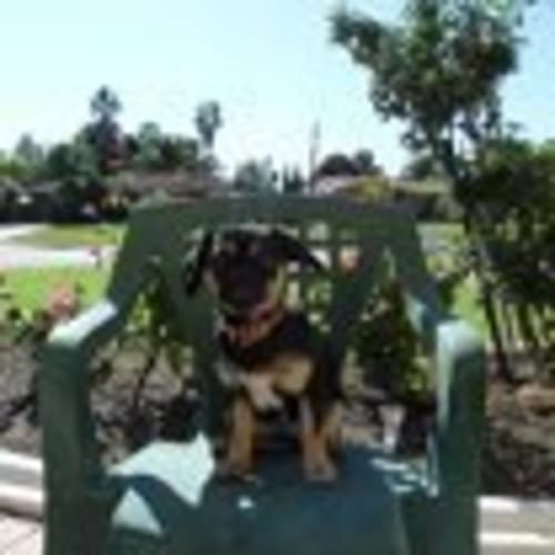 Porsche *Adoption Pending*