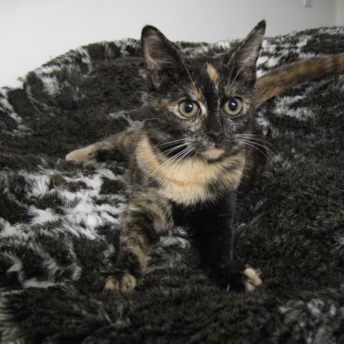 No photo for Love (Deposit Taken..Going Home With Her Sister)
