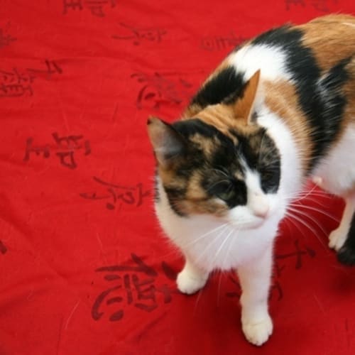 No photo for Jemima