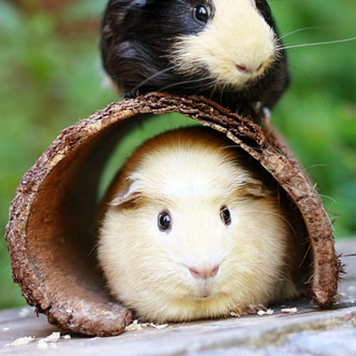 No photo for Sarge And Bobby!