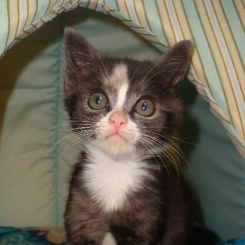 No photo for Magpie   Expressions Of Interest Only