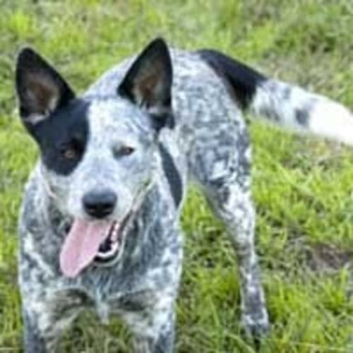 No photo for Lolly ***Adopted On Trial***