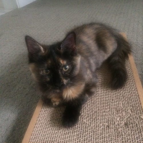 Suki
