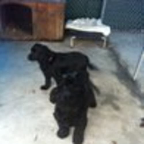 No photo for Elivis And Zorrow