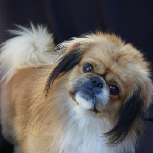 Oskar