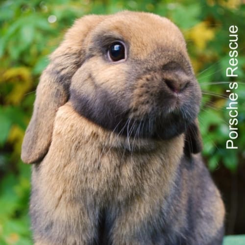 No photo for Puni  Desexed And Vaccinated