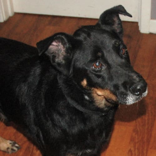 George  Very Obedient and Docile Boy