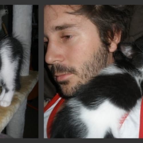 No photo for **Adoption Pending** Darcy