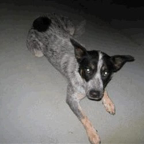 Urgent Foster Carer - for Puppy in Pound