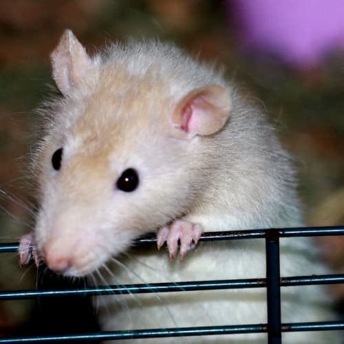 No photo for Lots Of Rats Available