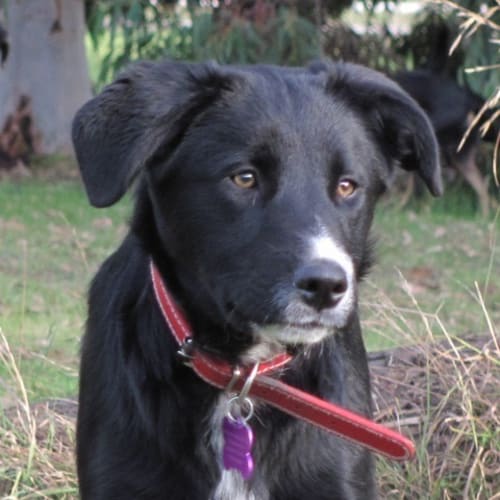 No photo for Roscoe (No More Enquiries Please)