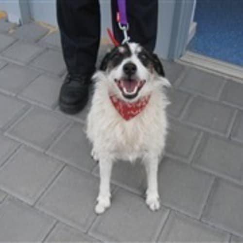 Urgent Foster Care Needed By Thursday - Harry