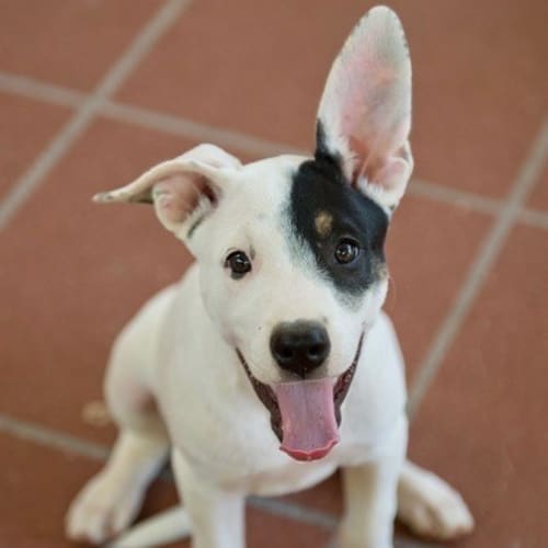 Dottie (D3396) 